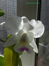 Cattleya WALKERIANA SEMIALBA Kenny (Nardotto Capello )